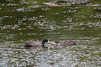 swimming Eurasian black coots