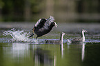 Eurasian black coots