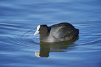 swimming Black Coot