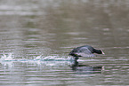 black coot