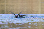 black coots