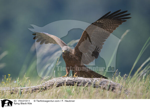 flying Black Kite / FH-01511