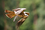 black kite