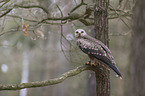 sitting Black Kite