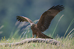 flying Black Kite