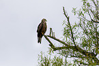 Black Kite