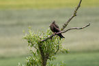 Black Kite