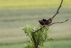 Black Kite