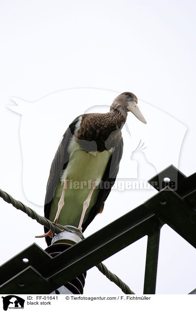 Schwarzstorch / black stork / FF-01641