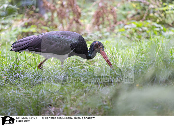 Schwarzstorch / black stork / MBS-13477