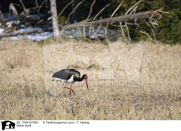 Schwarzstorch / black stork / THA-07900