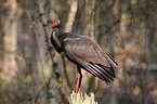 black stork