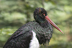 black stork