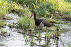 black stork