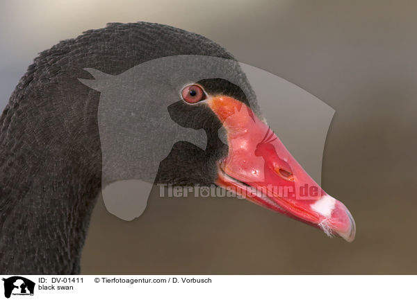 Trauerschwan Portrait / black swan / DV-01411