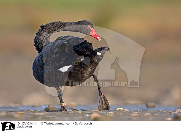 Trauerschwan / black swan / DV-01414