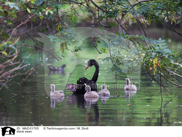 Schwarzschwan / black swan / MAZ-01705