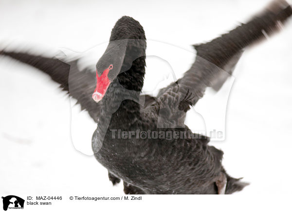 Trauerschwan / black swan / MAZ-04446