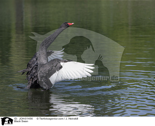 Trauerschwan / Black Swan / JOH-01456