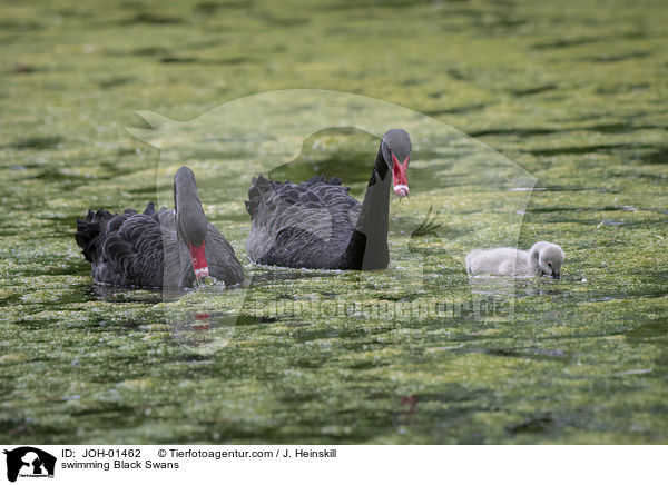 schwimmende Trauerschwne / swimming Black Swans / JOH-01462
