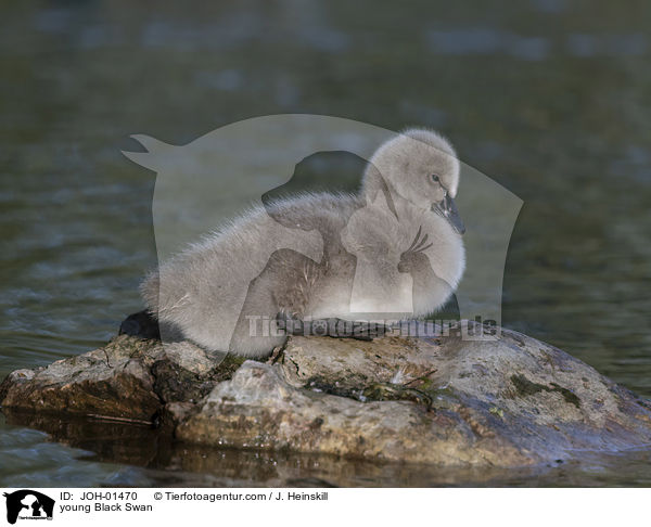 junger Trauerschwan / young Black Swan / JOH-01470