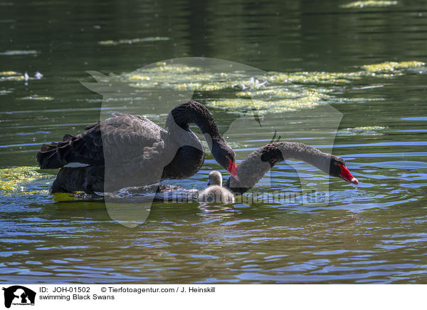 schwimmende Trauerschwne / swimming Black Swans / JOH-01502