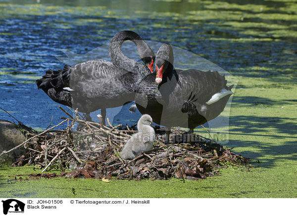 Trauerschwne / Black Swans / JOH-01506