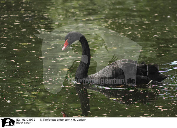 Trauerschwan / black swan / HL-03972