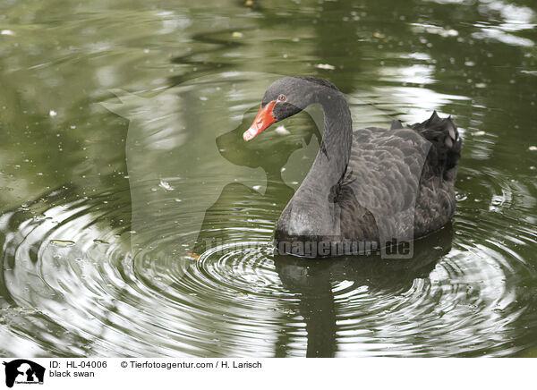 Trauerschwan / black swan / HL-04006