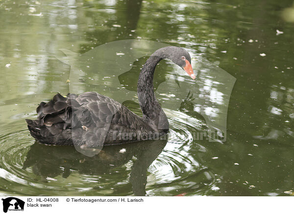 Trauerschwan / black swan / HL-04008