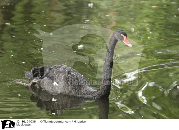 Trauerschwan / black swan / HL-04036