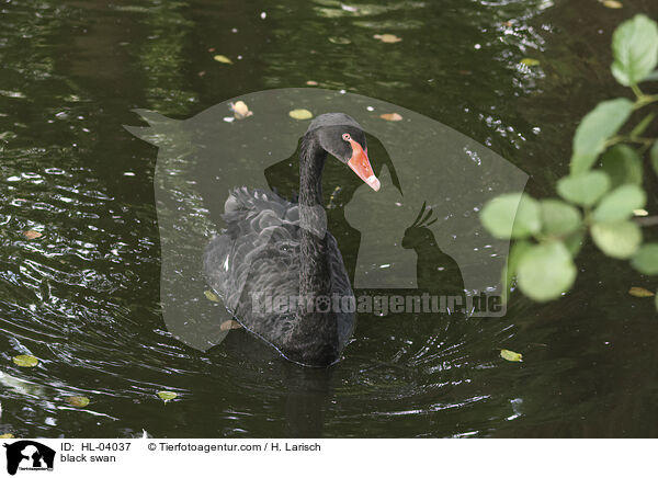 Trauerschwan / black swan / HL-04037