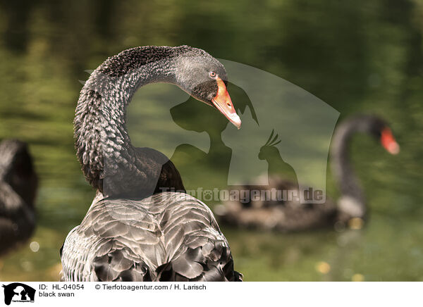 Trauerschwan / black swan / HL-04054