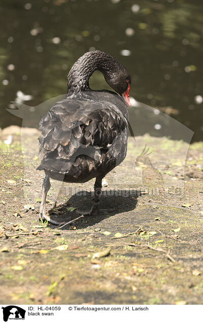 Trauerschwan / black swan / HL-04059