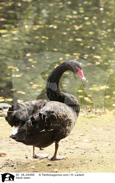 Trauerschwan / black swan / HL-04088