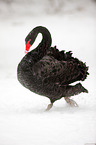 black swan