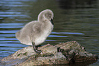 young Black Swan