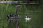 swimming Black Swans