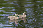 young Black Swans