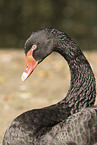 black swan