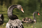 black swan