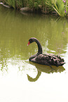 black swan