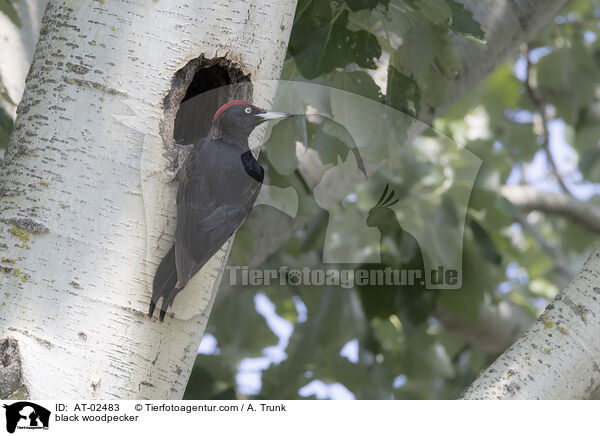 Schwarzspecht / black woodpecker / AT-02483