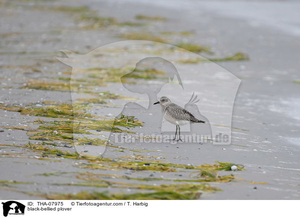 black-bellied plover / THA-07975