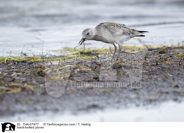 black-bellied plover / THA-07977