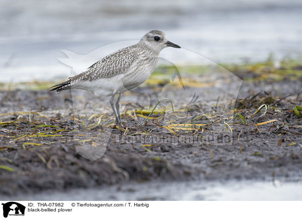 Kiebitzregenpfeifer / black-bellied plover / THA-07982