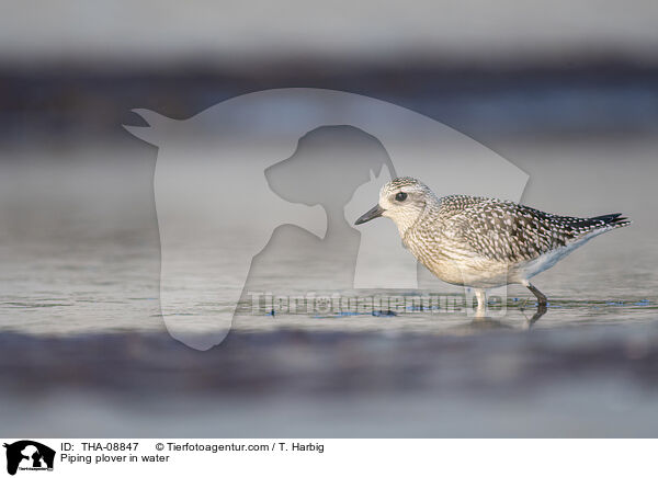 Kiebitzregenpfeifer im Wasser / Piping plover in water / THA-08847