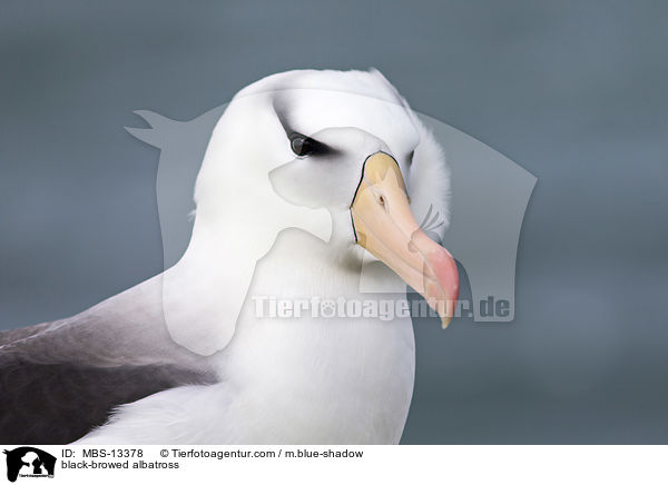 Schwarzbrauenalbatros / black-browed albatross / MBS-13378