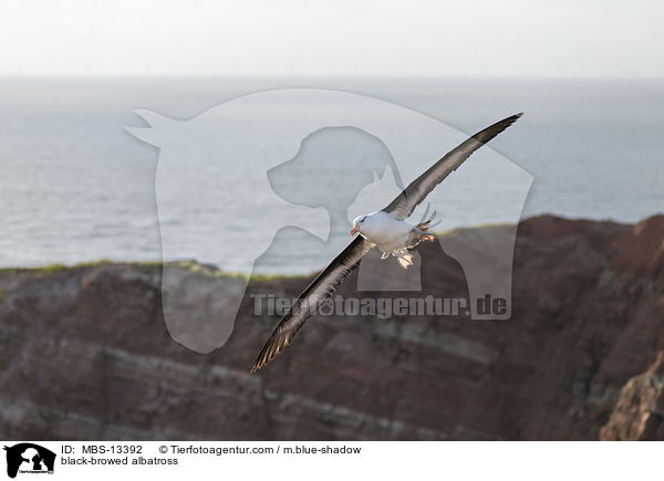 Schwarzbrauenalbatros / black-browed albatross / MBS-13392