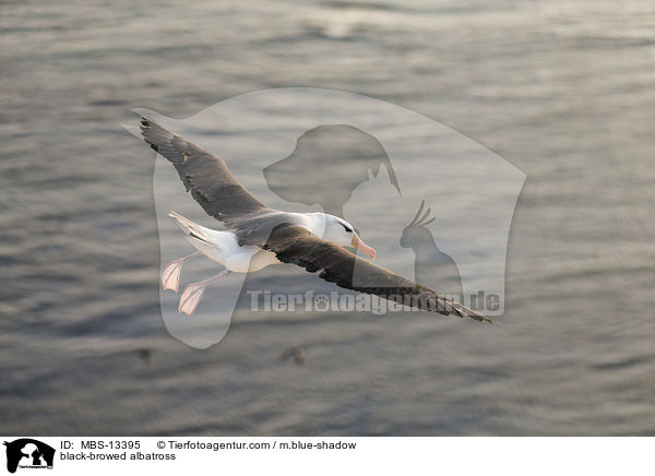 Schwarzbrauenalbatros / black-browed albatross / MBS-13395